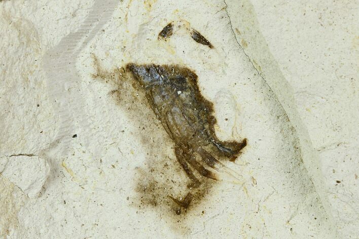 Partial Fossil Pea Crab (Pinnixa) From California - Miocene #128091